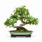 Graceful Curves: Mint Bonsai Tree On White Background