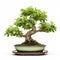 Graceful Curves: Stunning Bonsai Tree In Pot On White Background