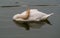 Graceful cygnet sleeping on lake