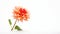 Graceful Dahlia Flower: Japanese Minimalism In Stunning Isolation