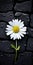 Graceful Daisy On Black Brick: Humanistic Approach And Sustainable Design