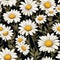 Graceful Daisy Meadow Floral Artistry