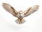 Graceful Dance in the Skies: Mesmerizing Capture of Barn Owl in Full Flight
