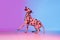 Graceful dog, Dalmatian isolated on gradient pink blue background in neon light.