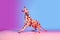 Graceful dog, Dalmatian isolated on gradient pink blue background in neon light.