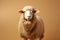 Graceful Dorper sheep against a light brown background with text area