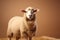 Graceful Dorper sheep against a light brown background with text area