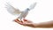 Graceful Dove Taking Flight from Human Hand. Generative ai