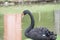 Graceful Elegance: A Captivating Black Swan\'s Reflection on the Lake