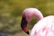 Graceful Elegance: Flamboyant Flamingo at San Diego Zoo