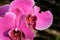 Graceful Elegance: The Mesmerizing Beauty of Pink Orchids