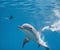 Graceful Elegance: A Mesmerizing View of a Dolphin Swimming in the Water. AI Generated