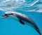 Graceful Elegance: A Mesmerizing View of a Dolphin Swimming in the Water. AI Generated