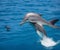 Graceful Elegance: A Mesmerizing View of a Dolphin Swimming in the Water. AI Generated