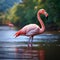 Graceful elegance Pink flamingo swimming on a serene lake