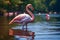 Graceful elegance Pink flamingo swimming on a serene lake