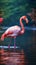 Graceful elegance Pink flamingo swimming on a serene lake