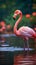 Graceful elegance Pink flamingo swimming on a serene lake