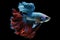 A graceful and elegant Siamese fighting fish swimming in a tank, showing off its vibrant colors and graceful movements. Generative