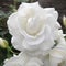 A graceful and elegant white rose photographed under the warm spring sunshine