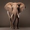 Graceful Elephant In Studio Shot On Isolated Background