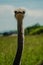 The graceful elongated neck and regal head of an ostrich capture attention showcasing nature\\\'s marvel in form and poise