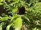 Graceful Encounter: Brown Butterfly Amidst Green Leaves, Plants, and Nature\\\'s Canvas under the Blue Sky