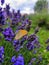 Graceful Encounter: Butterfly Amidst Lavender Splendor