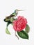 Graceful Encounter: Hummingbird and Camellia Flower.