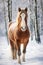 Graceful Equine Beauty: A Majestic Horse in Winter Wonderland