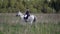 graceful female jockey on white horse on field at summer day, horse riding hobby