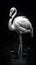 Graceful Flamingo on Dark Background in Black and White.