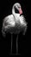 Graceful Flamingo on Dark Background. Generative AI