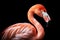 Graceful flamingo studio portrait with copy-space, Generative AI