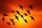 Graceful Flight of Birds in the Captivating Dawn Sky, a Serene Moment of Natures Splendor, Abstract