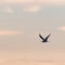 Graceful flight, Common Tern by a colored sky