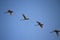 Graceful flight of four swans over the sea