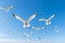 Graceful Flight: A Majestic Flock of 20 Seagulls Soaring in Perfect Formation