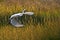 Graceful Flight of White Egret