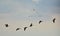 Graceful flock of wild geese captured flying in a blue sky