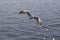 Graceful flying seagulls