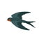 Graceful flying swallow bird with colored plumage vector Illustration on a white background