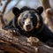 Graceful Forest Wanderer: The Sloth Bear