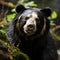 Graceful Forest Wanderer: The Sloth Bear