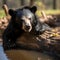 Graceful Forest Wanderer: The Sloth Bear