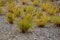 This graceful Fountain Grass remains a top favorite ornamental grass. Its lovely blush-colored bottlebrush plumes show up mid-summ