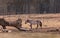 Graceful Freedom: Majestic Wild Horses Roaming in Early Spring