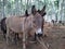 Graceful Gaze: Intimate Portrait of a Donkey