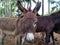 Graceful Gaze: Intimate Portrait of a Donkey