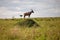 Graceful gazelle stands atop a grassy mound in a wide open plain